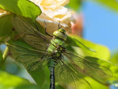 Anax empereur (L') Anax imperator Leach, 1815