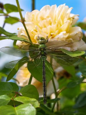 Anax empereur (L') Anax imperator Leach, 1815