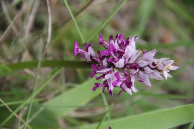 Orchis militaire, Casque militaire, Orchis casqué Orchis militaris L., 1753