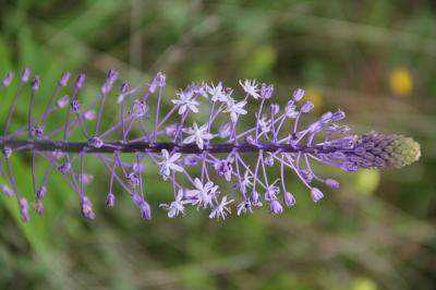Scille fausse Jacinthe Nectaroscilla hyacinthoides (L.) Parl., 1854