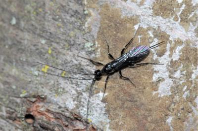  Braconidae Nees, 1811