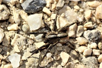  Alopecosa albofasciata (Brullé, 1832)