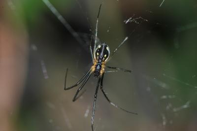  Neriene radiata (Walckenaer, 1841)