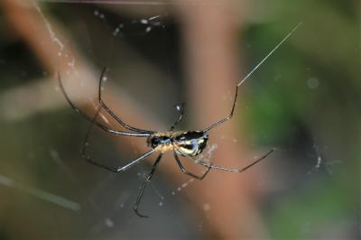 Neriene radiata (Walckenaer, 1841)