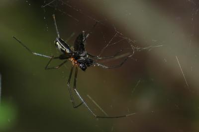  Neriene radiata (Walckenaer, 1841)