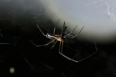  Neriene radiata (Walckenaer, 1841)