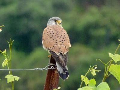 Faucon crécerelle Falco tinnunculus Linnaeus, 1758