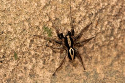 Lycose renard Alopecosa cuneata (Clerck, 1758)
