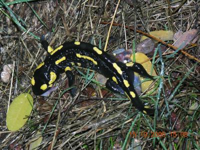 Salamandre tachetée terrestre Salamandra salamandra terrestris Lacepède, 1788