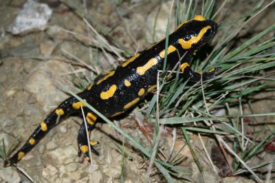 Salamandre tachetée terrestre Salamandra salamandra terrestris Lacepède, 1788