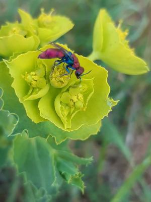  Chrysura cuprea (Rossi, 1790)