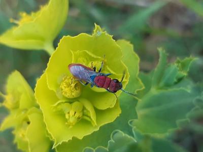  Chrysura cuprea (Rossi, 1790)