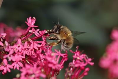 Anthophore commune, Anthophore plumeuse, Anthophor Anthophora plumipes (Pallas, 1772)