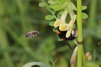  Bombus Latreille, 1802