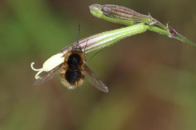  Bombylisoma 