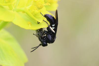  Cephaledo bifasciata (Müller, 1766)