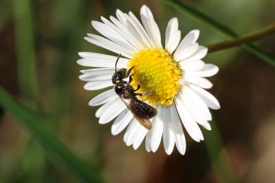 Ceratine commune Ceratina cucurbitina (Rossi, 1792)