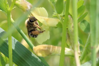  Eucera Scopoli, 1770