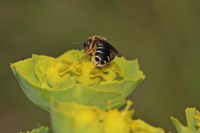  Halictus maculatus Smith, 1848