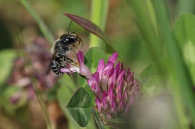  Osmia caerulescens (Linnaeus, 1758)