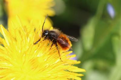  Osmia cornuta (Latreille, 1805)