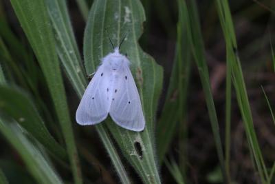 Ecaille mendiante (L') Diaphora mendica (Clerck, 1759)