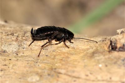  Loboptera Brunner von Wattenwyl, 1865