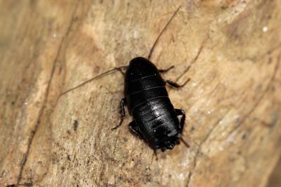  Loboptera Brunner von Wattenwyl, 1865