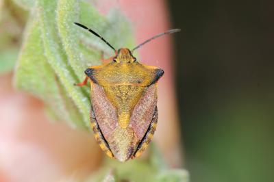  Carpocoris mediterraneus mediterraneus Tamanini, 1959