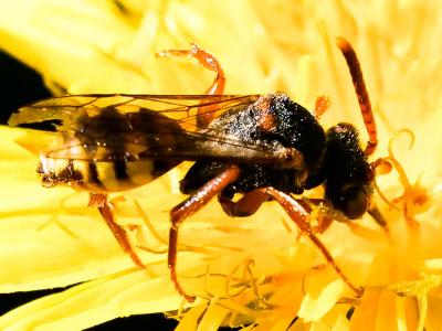  Nomada zonata Panzer, 1798