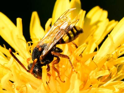  Nomada zonata Panzer, 1798