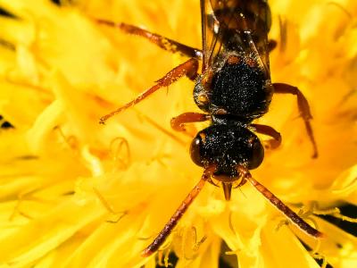  Nomada zonata Panzer, 1798