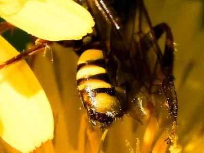  Nomada zonata Panzer, 1798