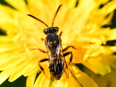  Nomada zonata Panzer, 1798