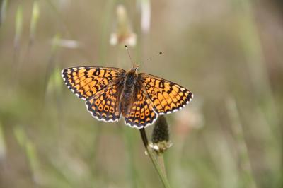 Mélitée du Plantain (La), Déesse à ceinturons (La) Melitaea cinxia (Linnaeus, 1758)