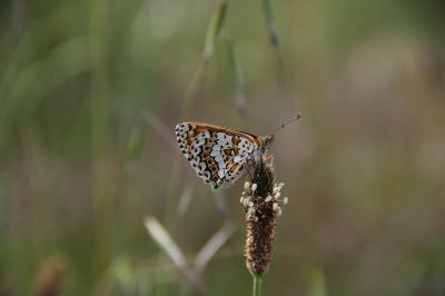 Mélitée du Plantain (La), Déesse à ceinturons (La) Melitaea cinxia (Linnaeus, 1758)