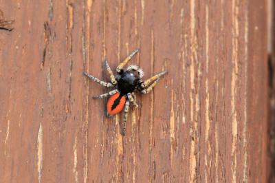 Saltique sanguinolent Philaeus chrysops (Poda, 1761)