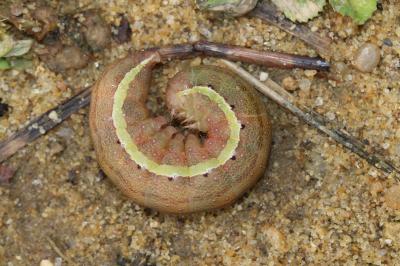Xanthie cannellée (La) Agrochola lychnidis (Denis & Schiffermüller, 1775)