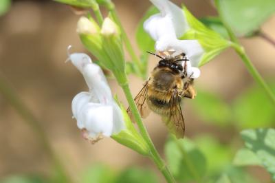 Anthophore commune, Anthophore plumeuse, Anthophor Anthophora plumipes (Pallas, 1772)
