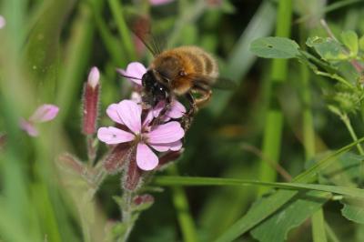 Anthophore commune, Anthophore plumeuse, Anthophor Anthophora plumipes (Pallas, 1772)