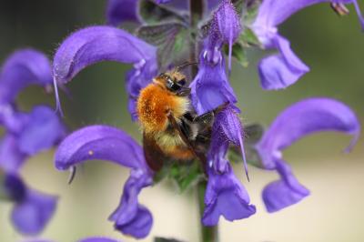 Bourdon des champs Bombus pascuorum (Scopoli, 1763)