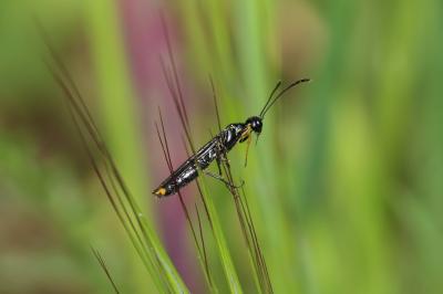  Calameuta haemorrhoidalis (Fabricius, 1781)
