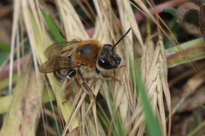  Eucera Scopoli, 1770
