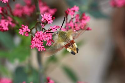 Sphinx gazé (Le), Sphinx du Chèvrefeuille (Le) Hemaris fuciformis (Linnaeus, 1758)