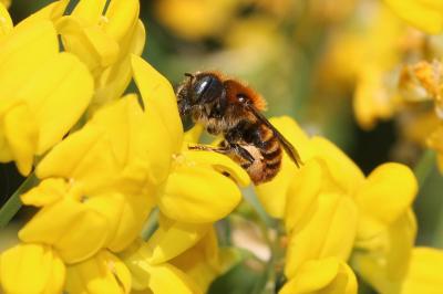  Osmia aurulenta (Panzer, 1799)