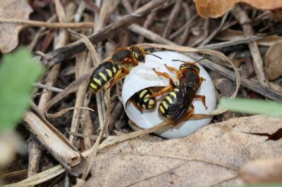  Rhodanthidium septemdentatum (Latreille, 1809)