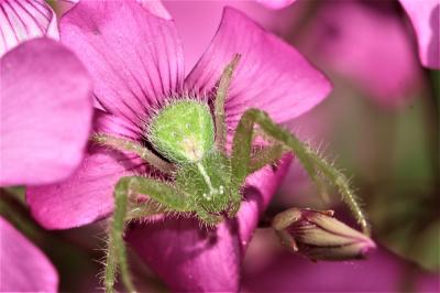 Thomise épineux Heriaeus 