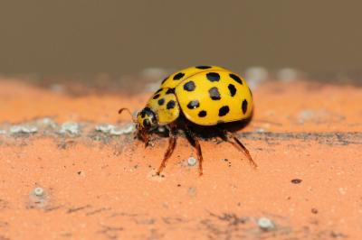 Coccinelle à vingt-deux points Psyllobora vigintiduopunctata (Linnaeus, 1758)