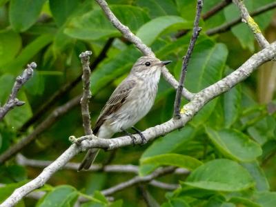 Gobemouche gris Muscicapa striata (Pallas, 1764)