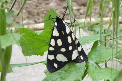 Ecaille fermière (L'), Ecaille villageoise (L') Arctia villica (Linnaeus, 1758)